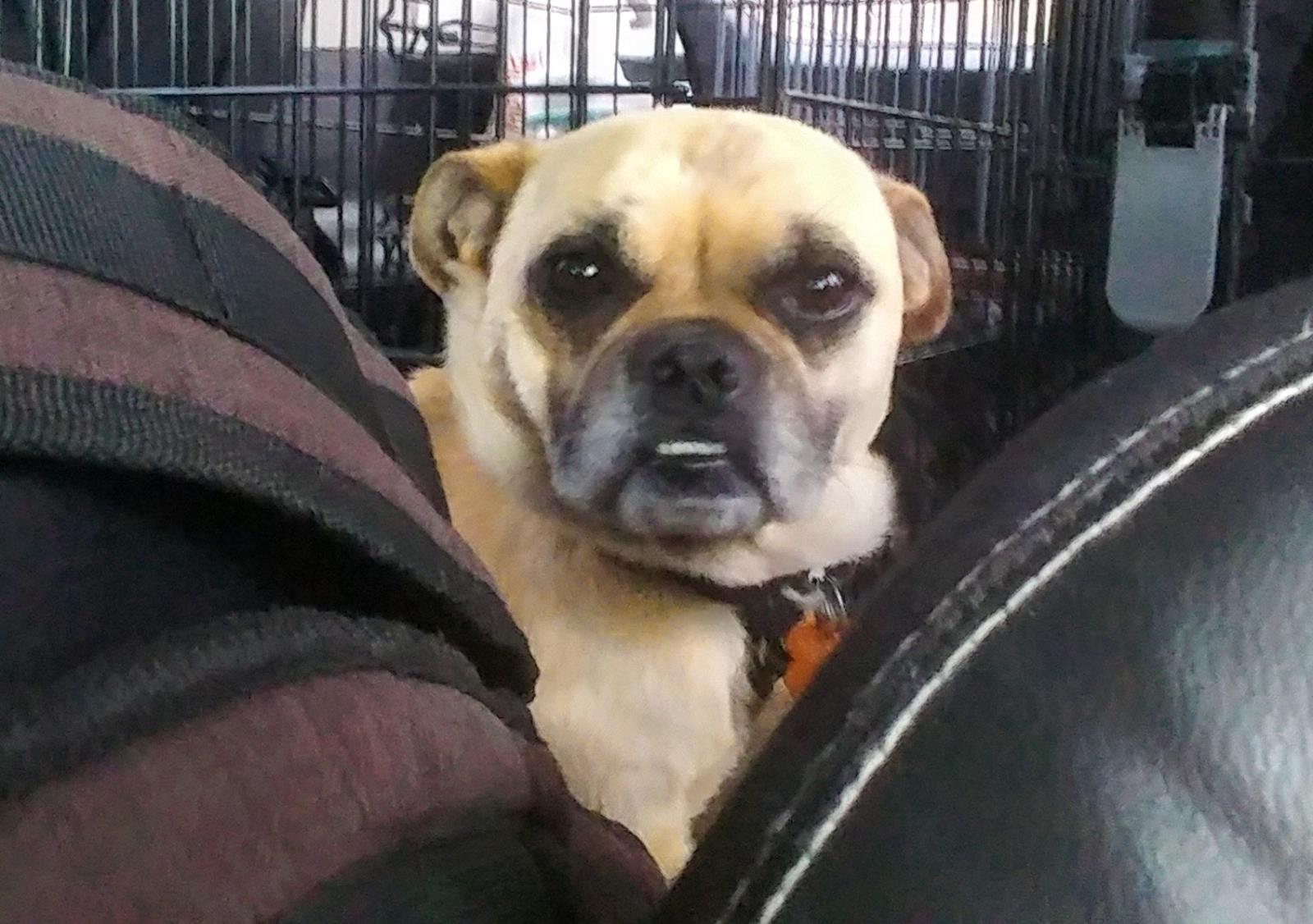 Paxton