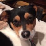 Gidget