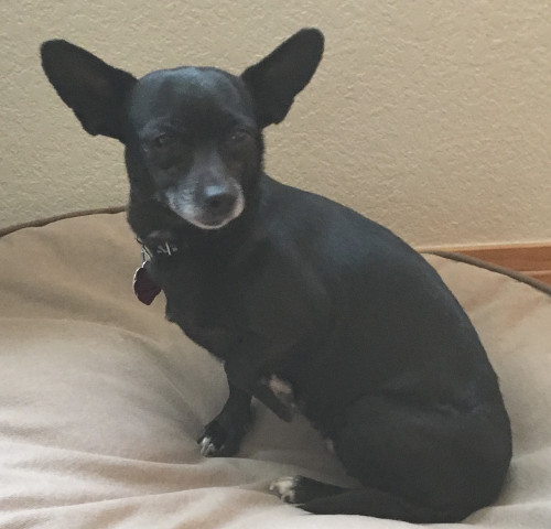 Gigi